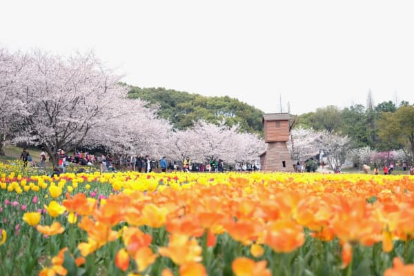 苏州上方山国家森林公园2026门票价格、游玩攻略